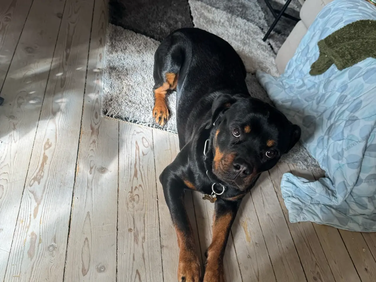 Billede 2 - Rottweiler tæve (Tulle) 