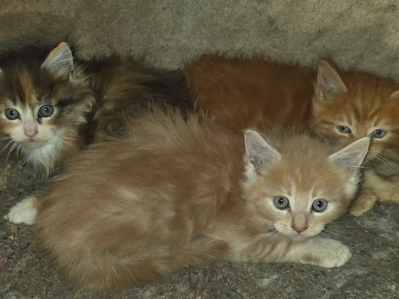 Billede 2 - Poly maine coon