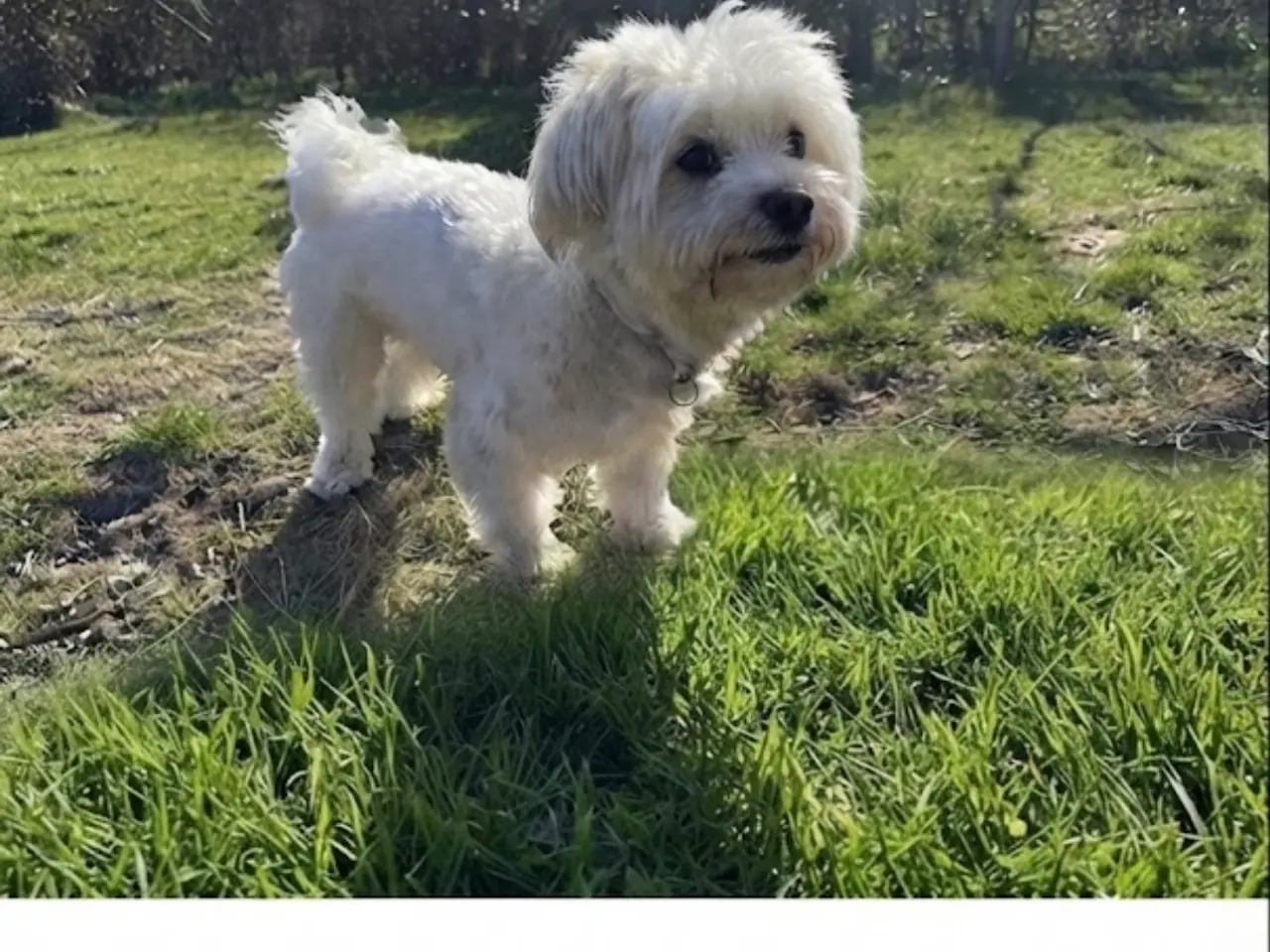 Billede 8 - Jacktese hvalpe ( Jack Russel+ Maltiser/Bichon)