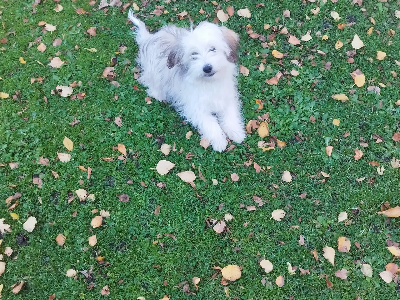 Billede 2 - Coton de Tulear/Havanais