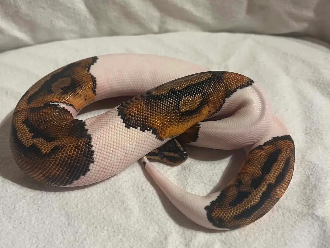 Billede 2 - Kongepython 0,1 Pied