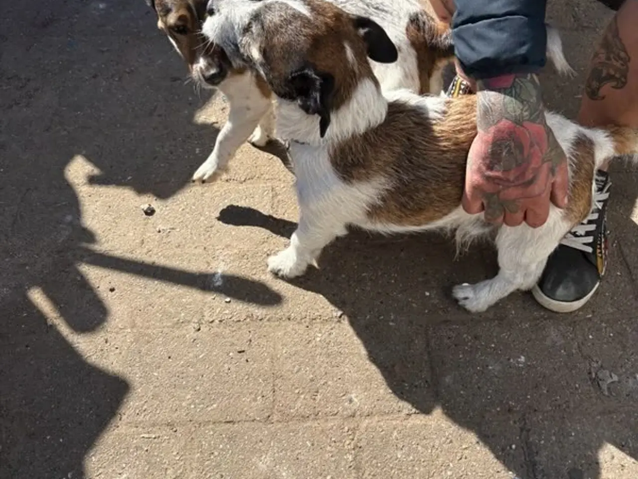 Billede 19 - Jack russel terriere
