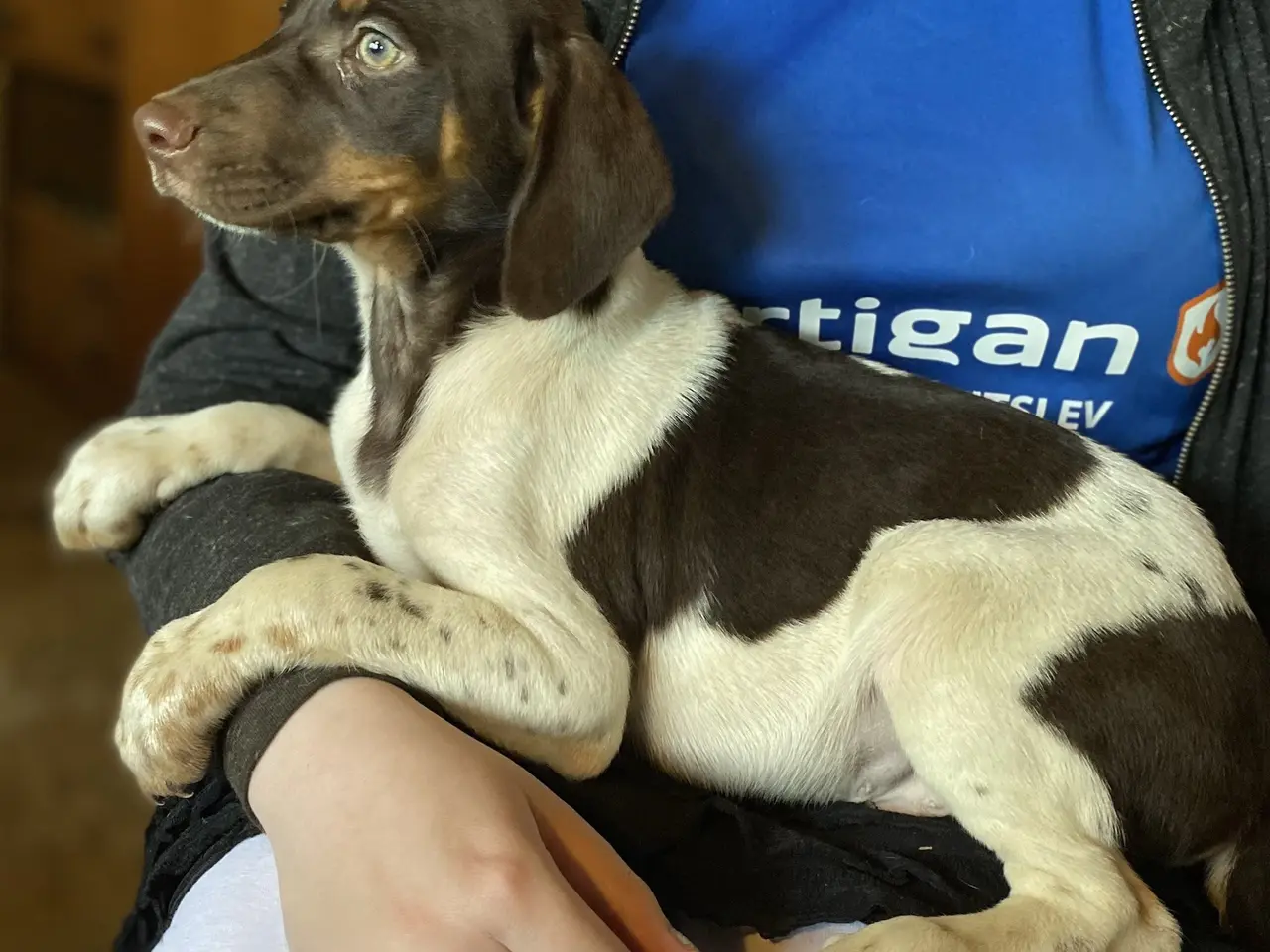 Billede 4 - Hundehvalpe Dansk/svenskgårdhunde