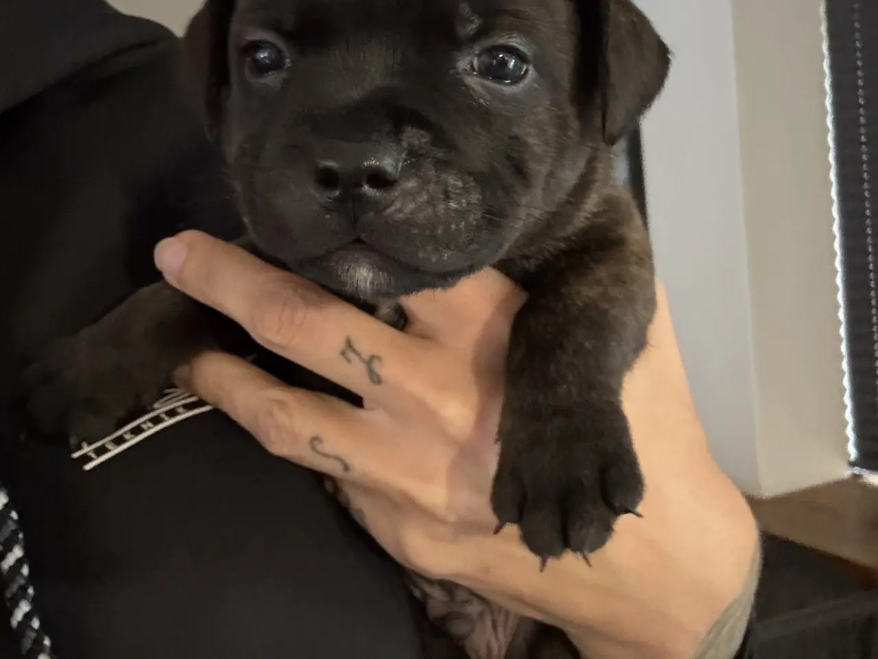 Billede 3 - Engelsk Staffordshire Terrier hvalpe
