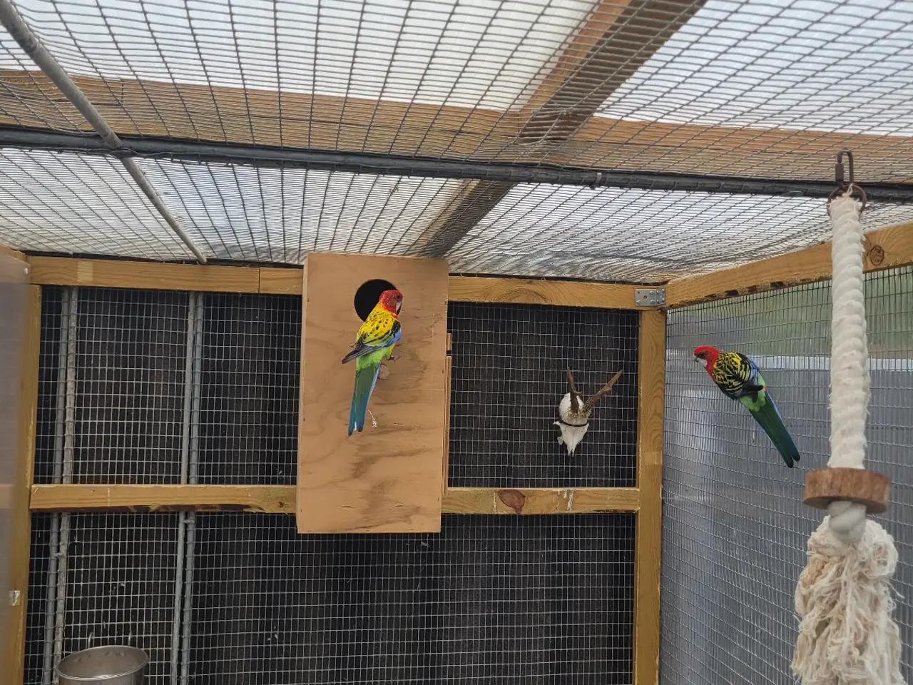 Billede 2 - Rosella oae 1,1