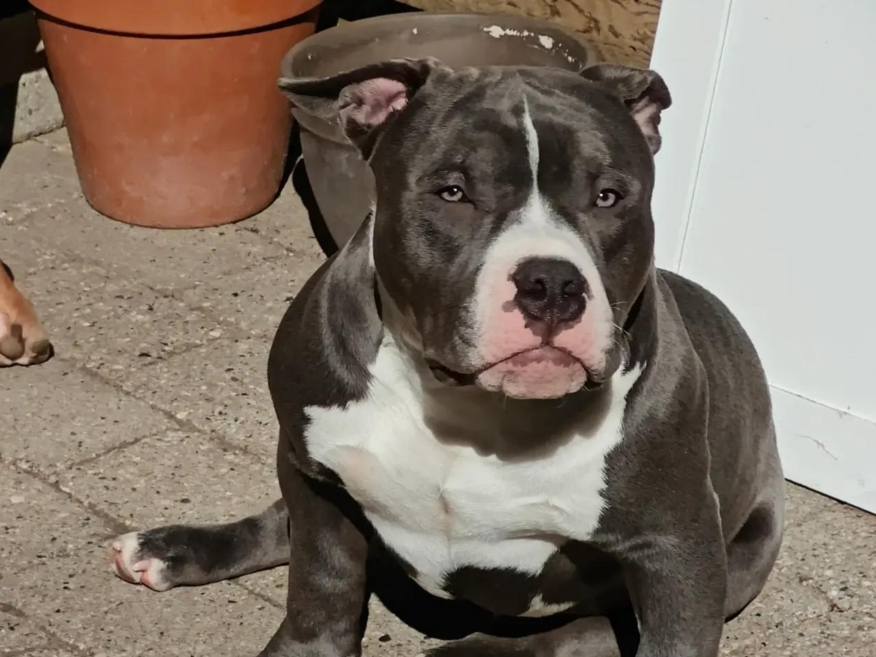 Billede 3 - American Bully hvalpe.