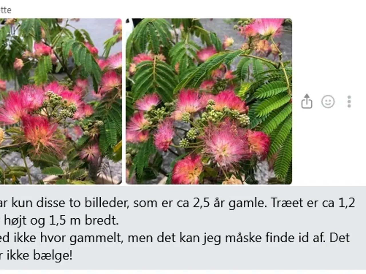 Billede 3 - 30 Sovende Silkerosentræ 