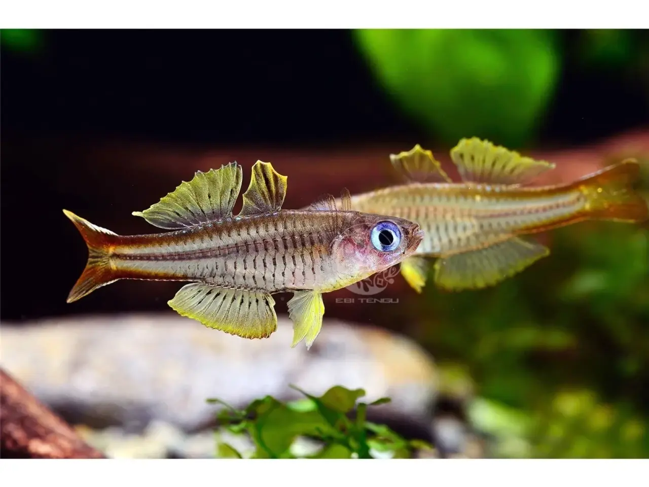 Billede 1 - 🐟 Pseudomugil ivantsoffi – Ivantsoffi Blue-eye 💙