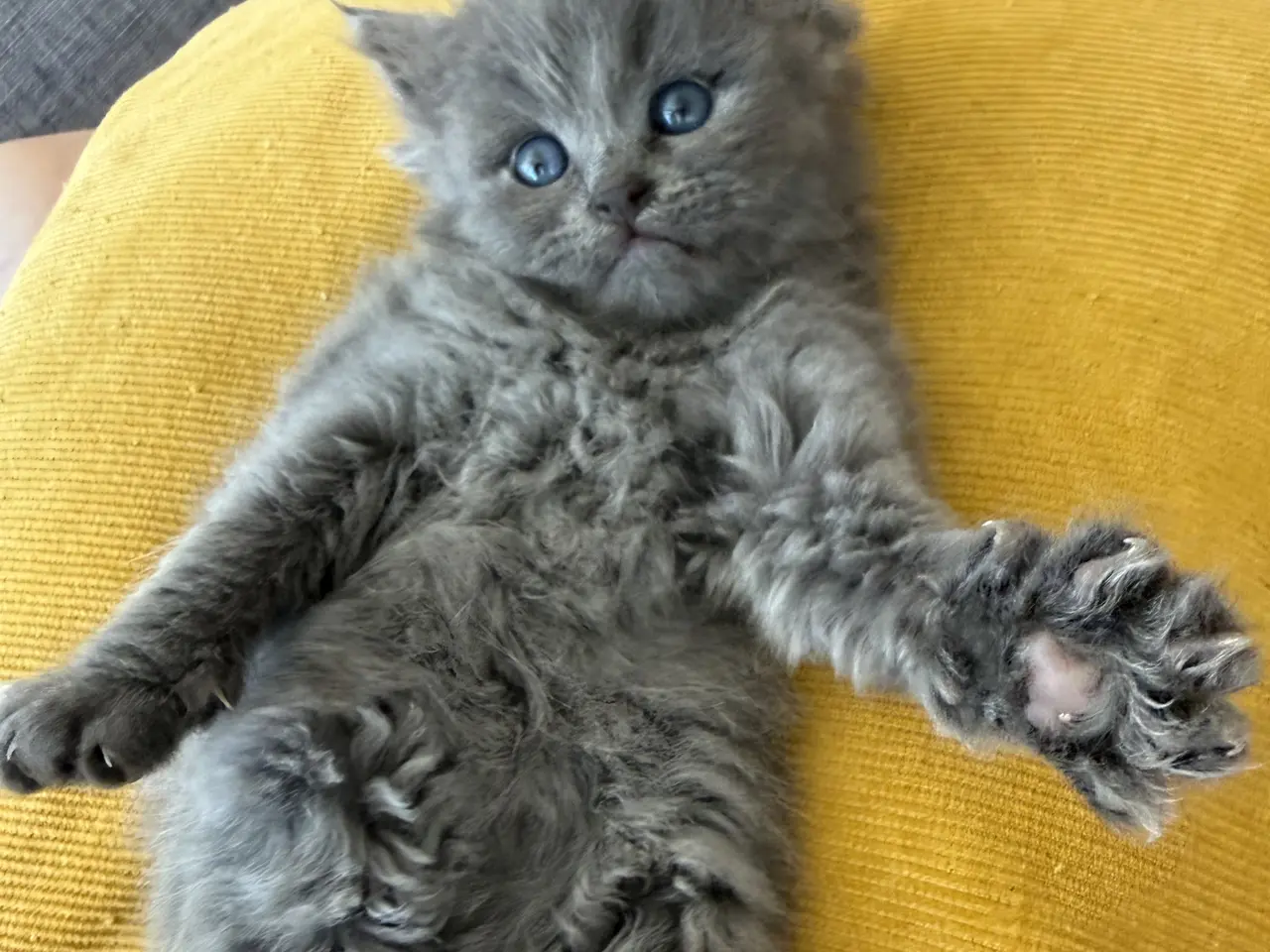 Billede 4 - Dejligste Ragdoll killinger 😻