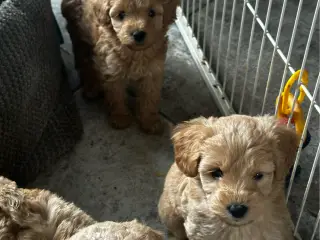 Shapendoodle F1b - 4