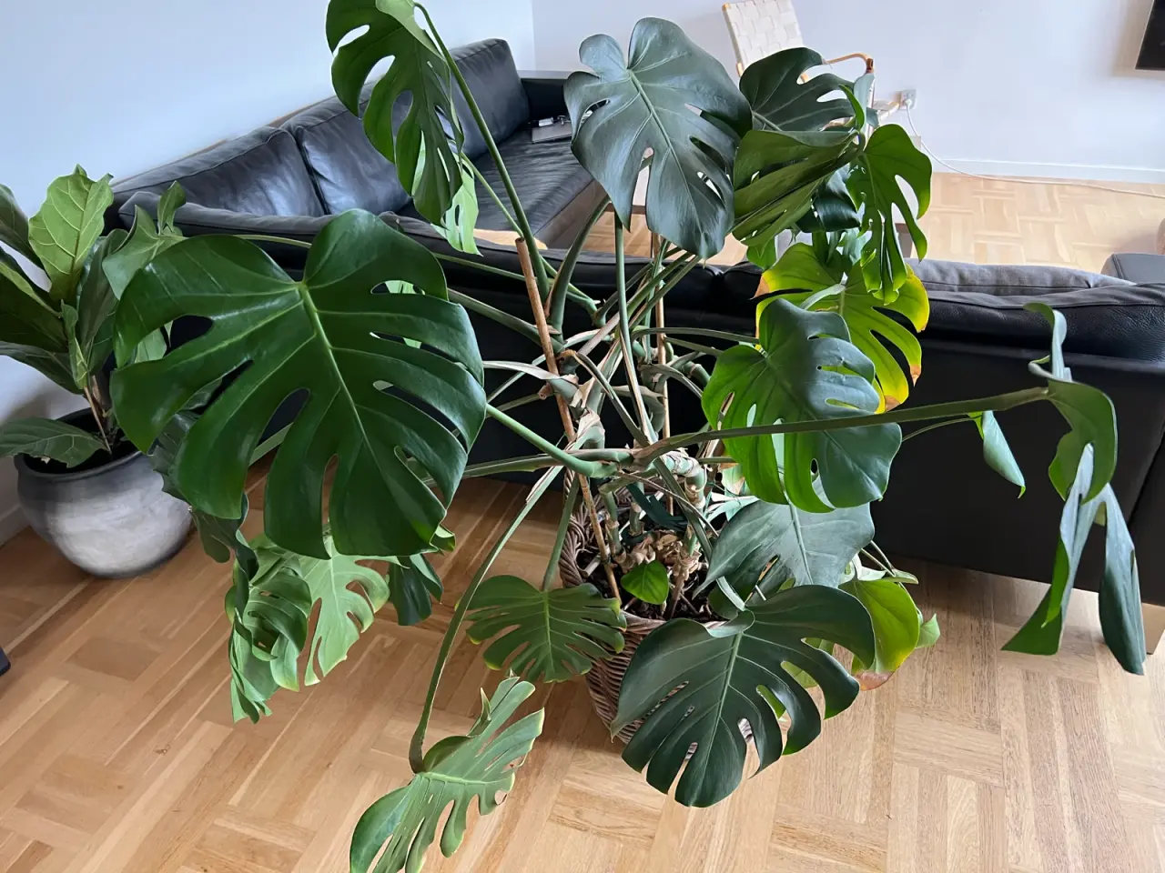 Billede 1 - Kæmpe monstera incl. flot kurv