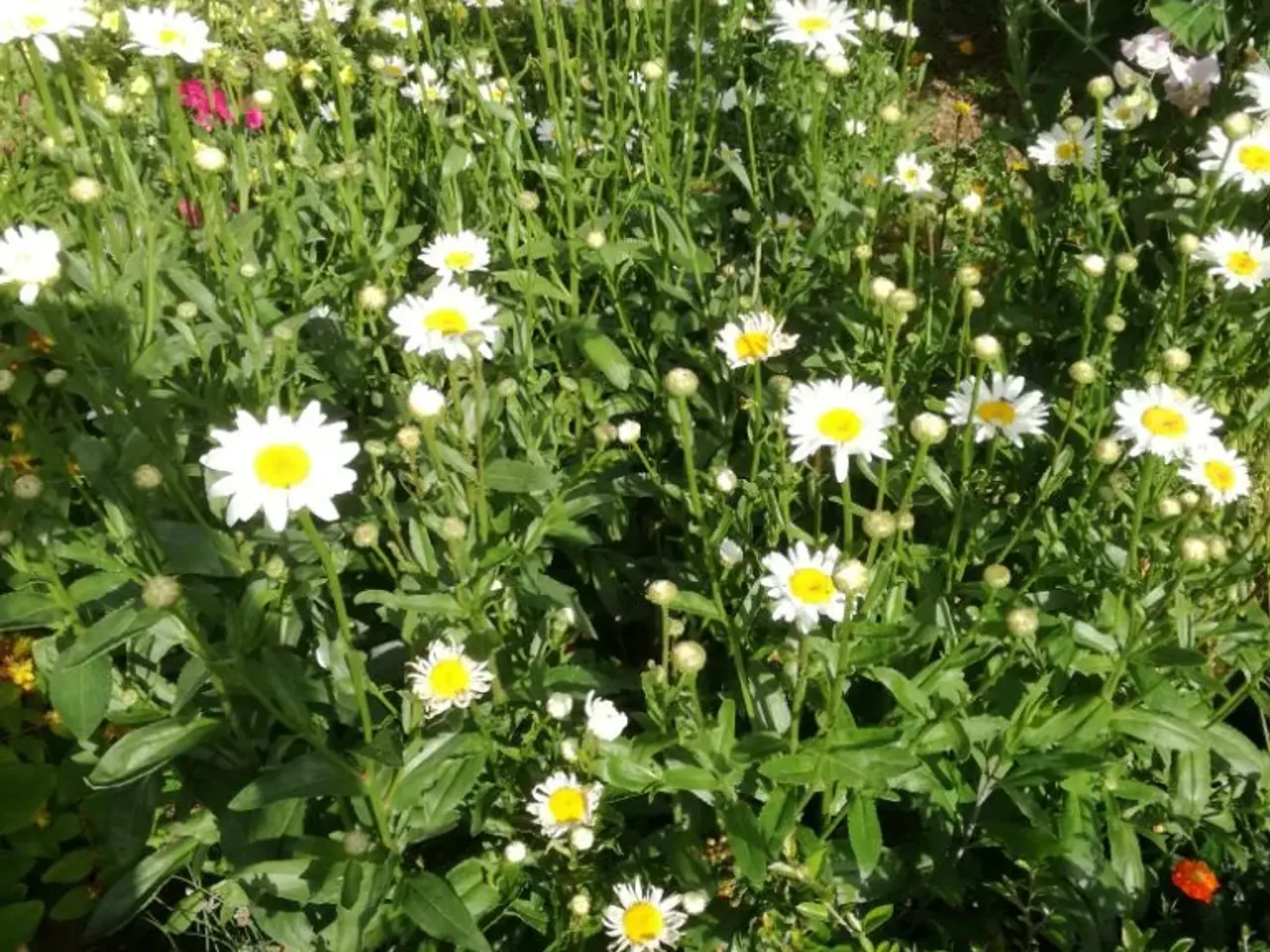 Billede 6 - Margueritter, ærteblomster mm