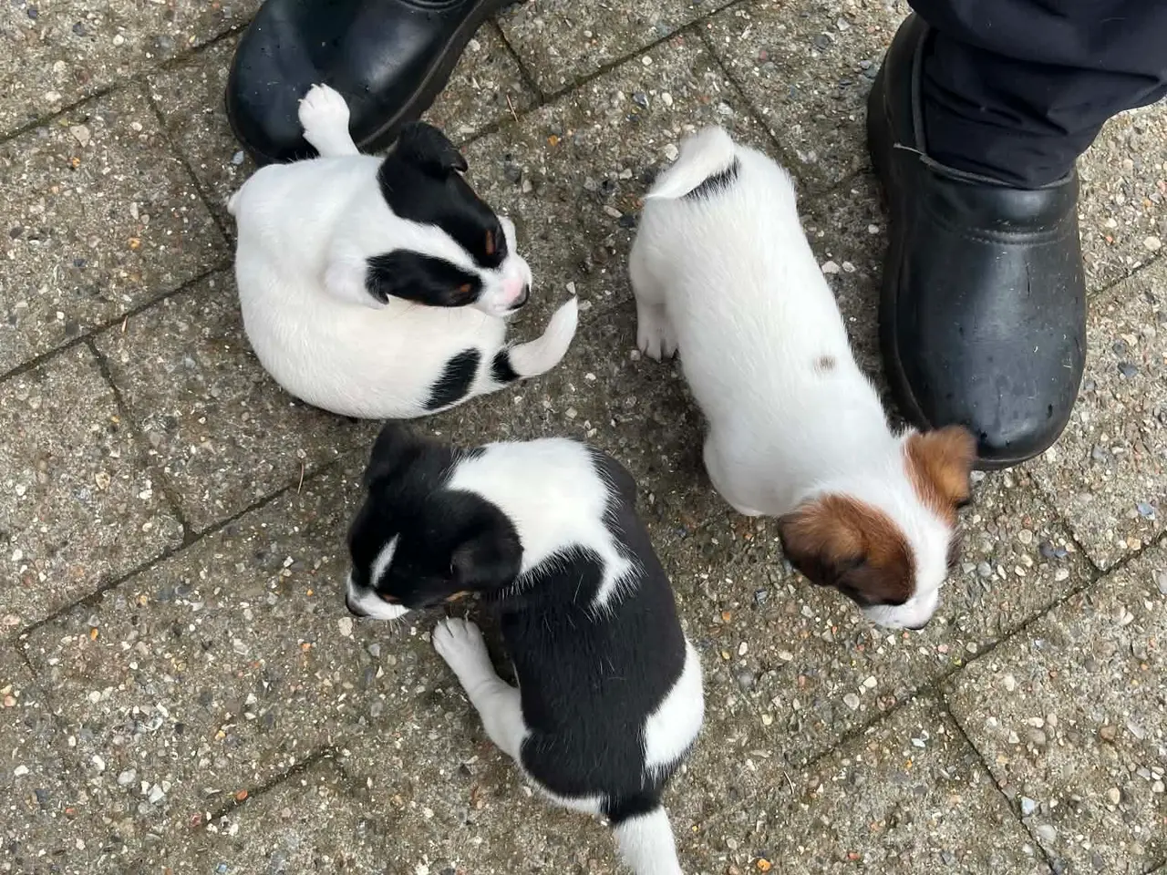 Billede 3 - Jack Russel Terrier Hvalpe