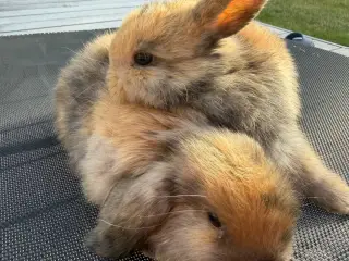 Mini lop kanin unge