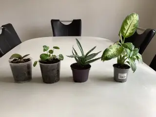 Stueplanter