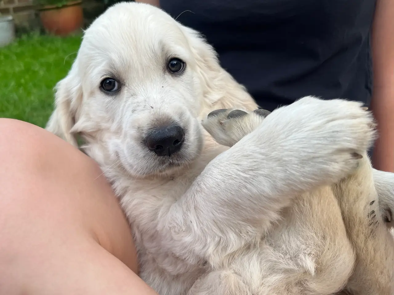 Billede 5 - 4 Golden retriever hvalpe sælges