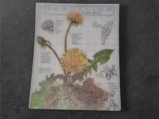 Papirark med detaljeret mælkebøtteillustration