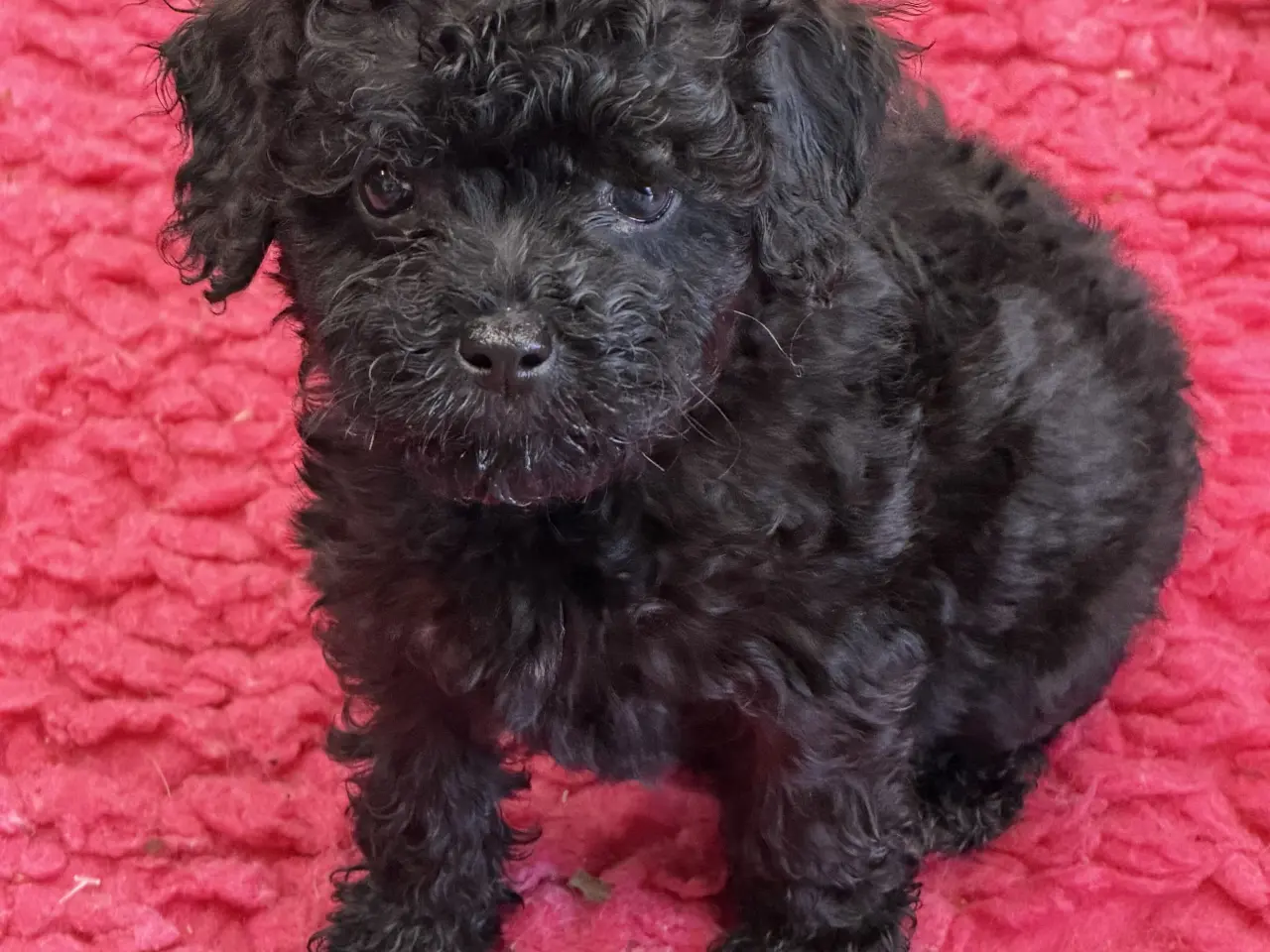 Billede 10 - Cavapoo hvalpe Rejseklar 🧳❤️🐾