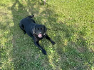 Smukke hanhund