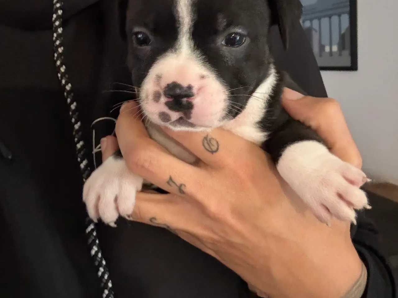 Billede 6 - Engelsk Staffordshire Terrier hvalpe