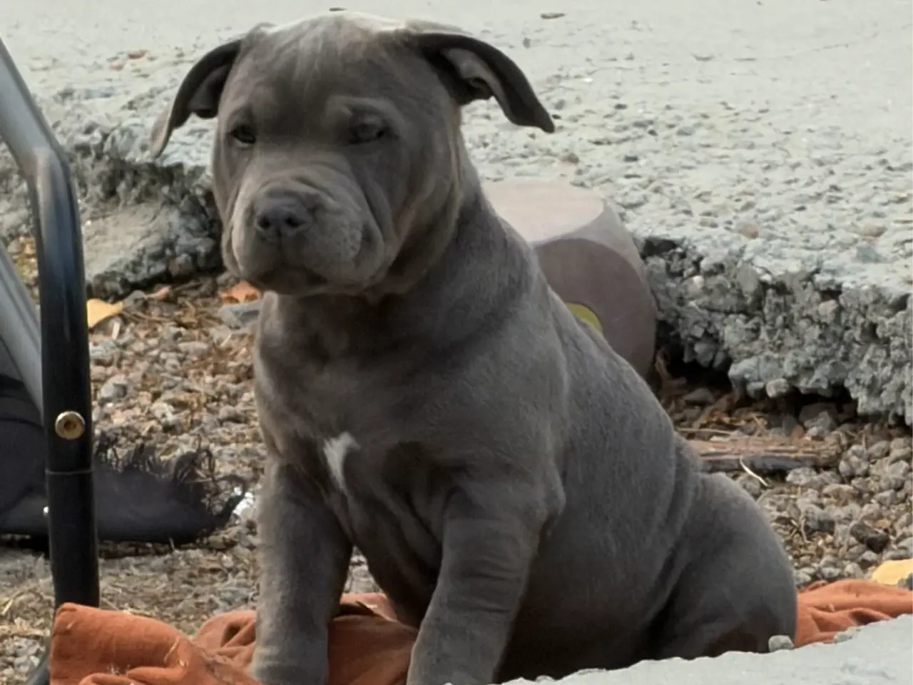 Billede 2 - 3/4 Staffordshire - 1/4 Old English Bulldog
