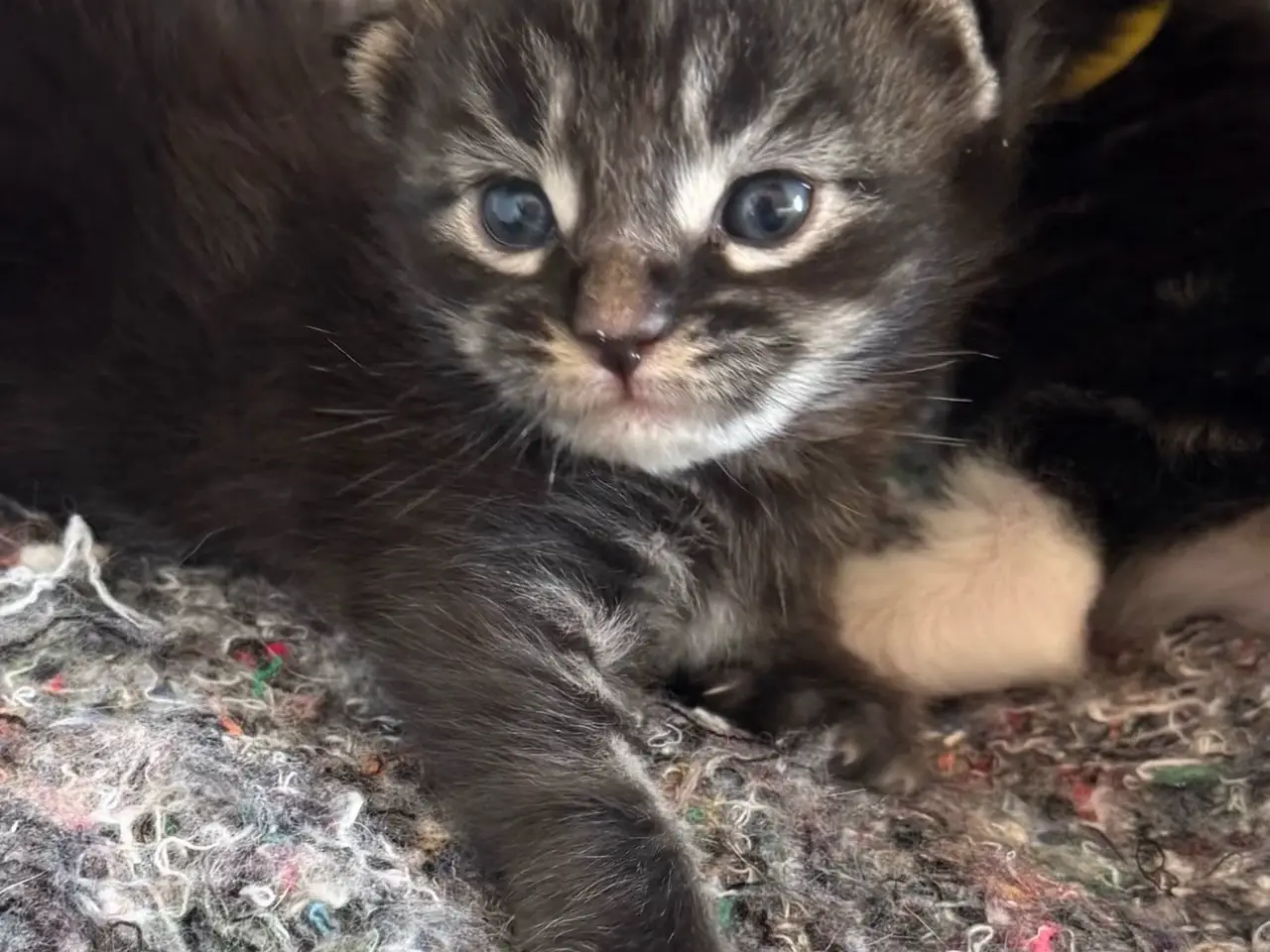 Billede 1 - Maine Coon killing
