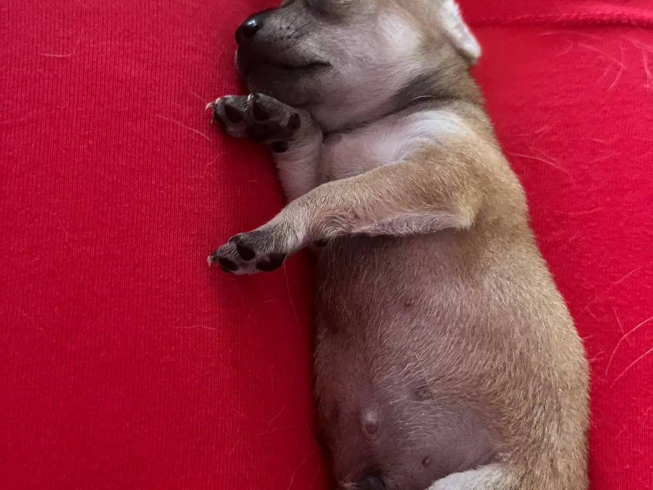 Billede 15 - CHIHUAHUA