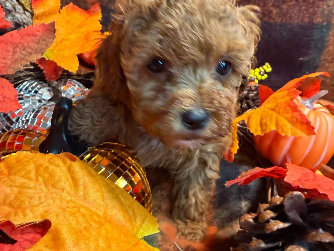 Billede 14 - Skønne mini Maltipoo hvalpe