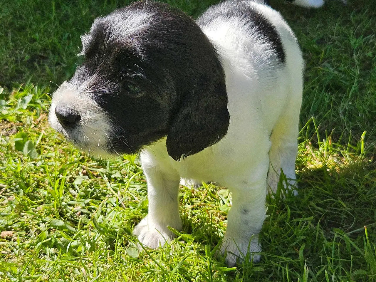 Billede 16 - Engelsk springer spaniel 