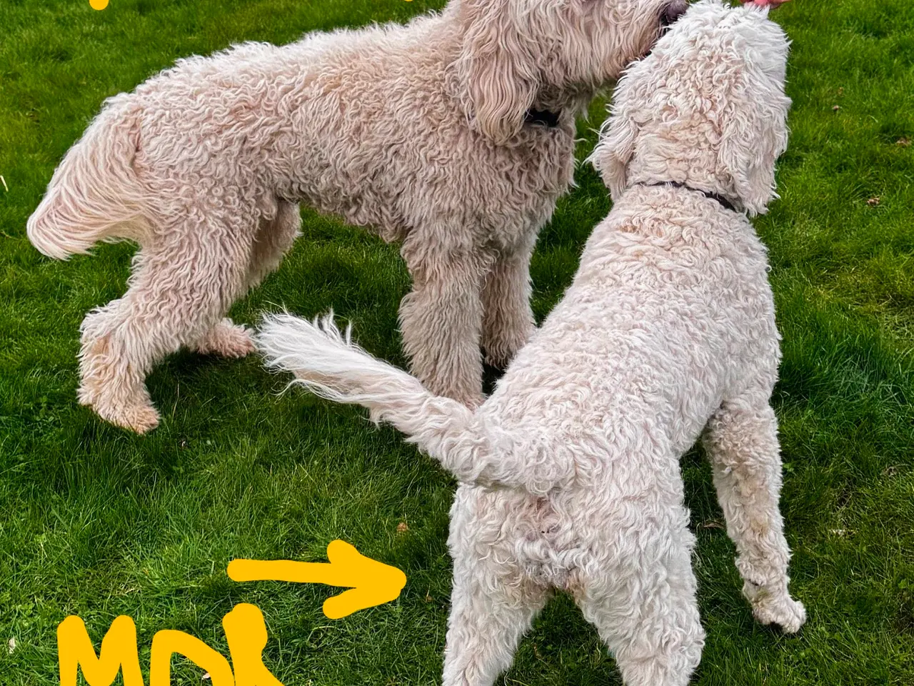 Billede 17 - Skønne Multigen Labradoodle hvalpe sælges