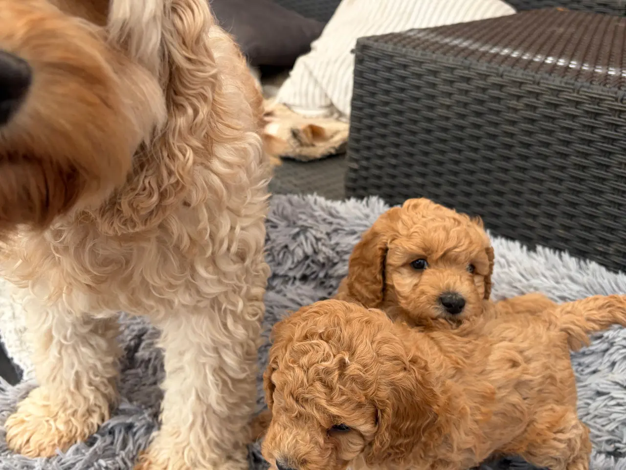 Billede 9 - 2 smukke Cavapoo drenge