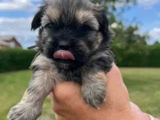 Havanais - shihtzu 