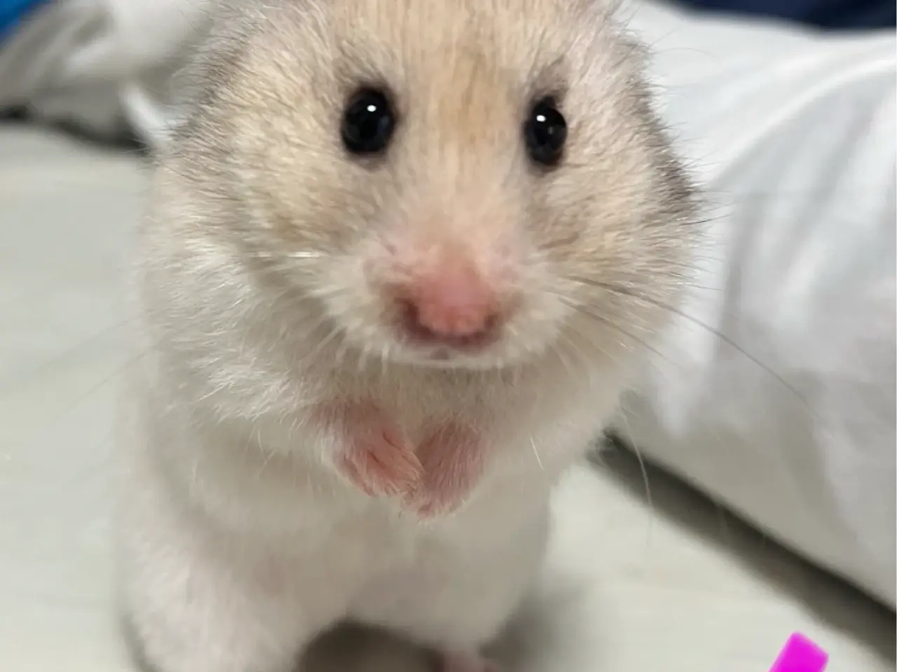 Billede 10 - Guldhamster unger