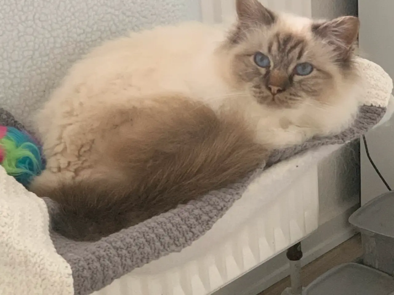Billede 7 - To Hellig Birma katte