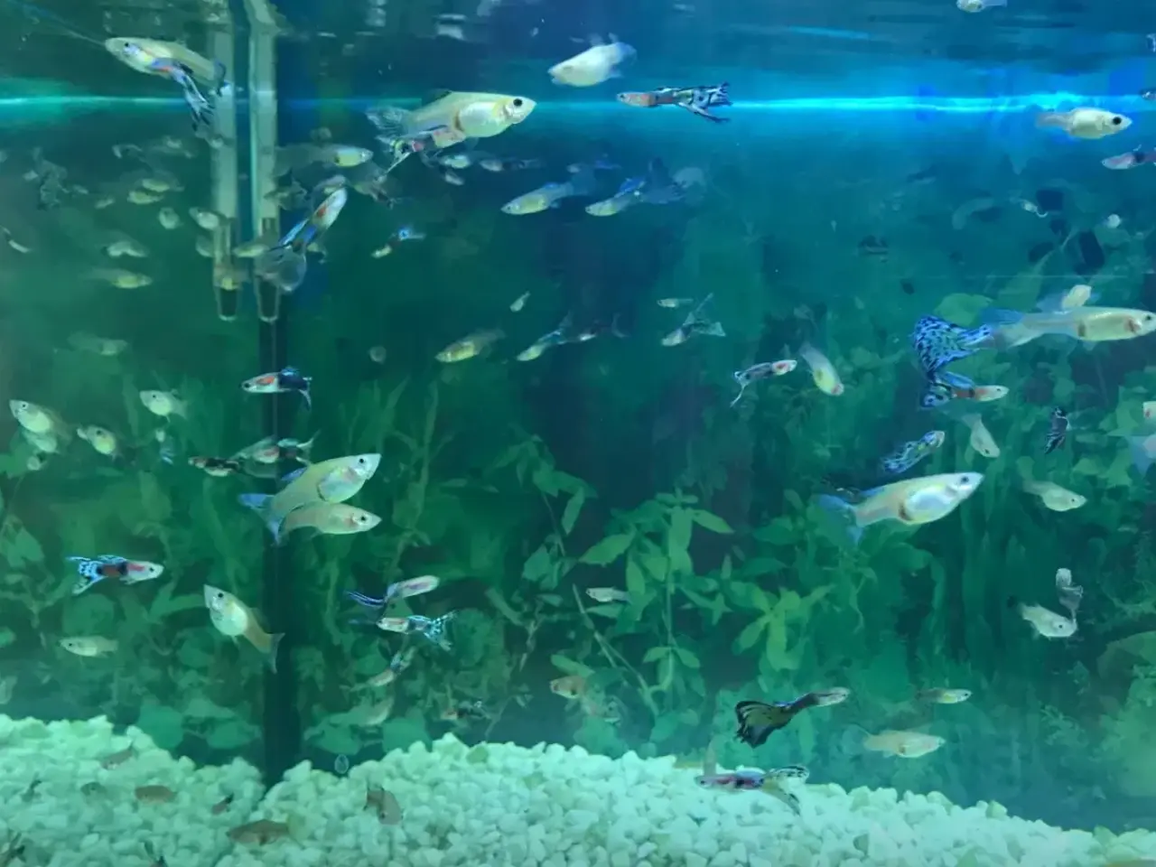 Billede 4 - EGET AVL sunde guppy