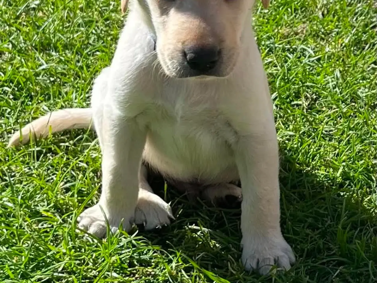 Billede 2 - 💛 Skøn gul Formel 1 Labrador han 💛