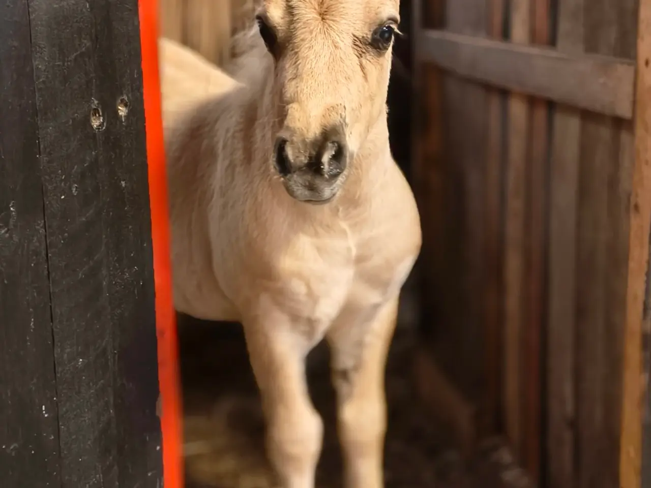 Billede 3 - Smuk palomino hingst