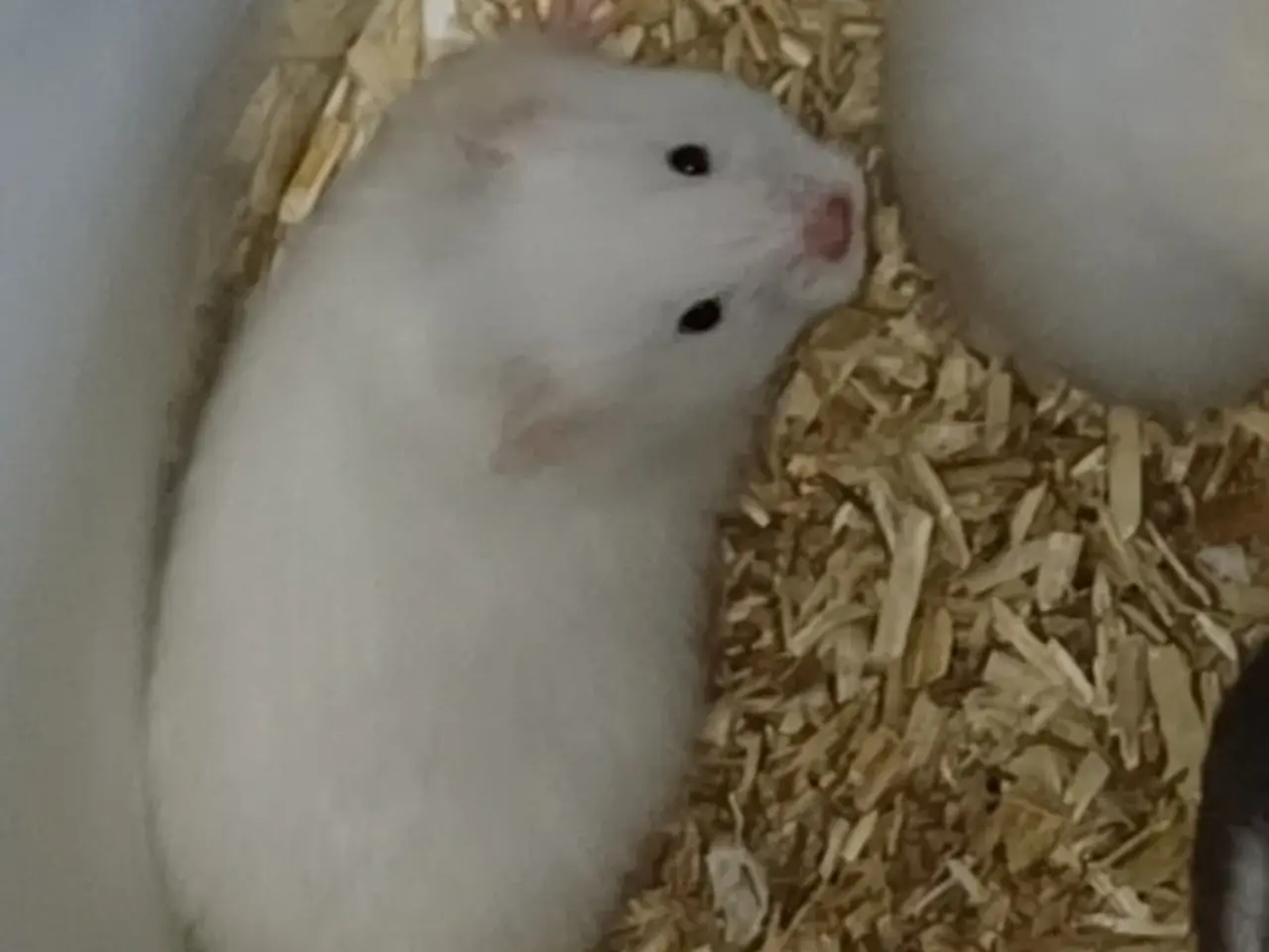 Billede 9 - Guldhamster unger