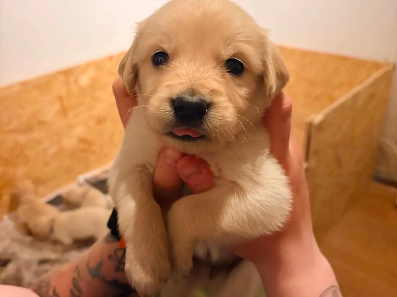 Billede 1 - Golden Retriever til salg