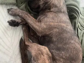 Franskbulldog/chihuahua blanding søger roligt hjem