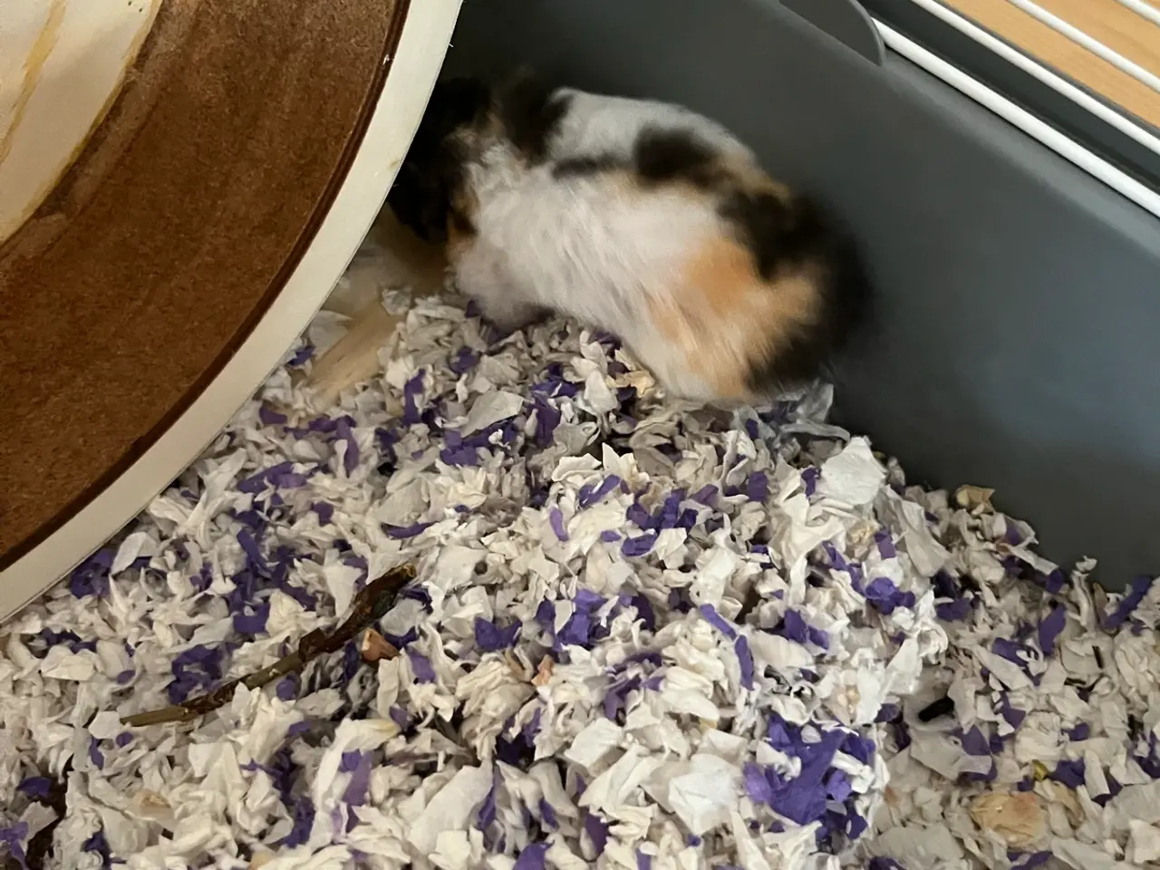 Billede 2 - Guldhamster hun sælges