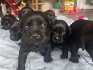 Labrador hvalpe