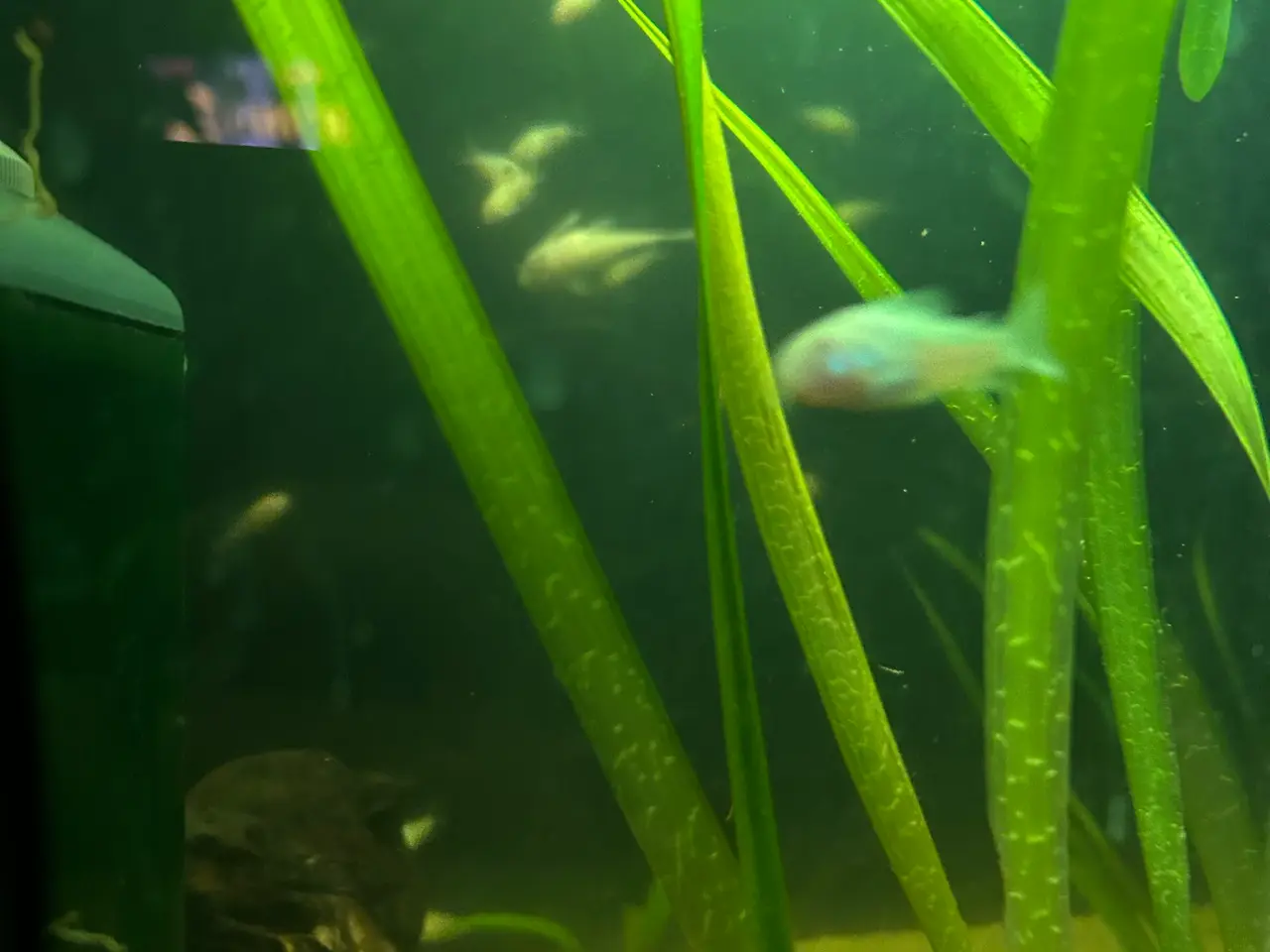Billede 5 - 🐟 Albino pansermaller – 3-4 cm Premium | Viby J