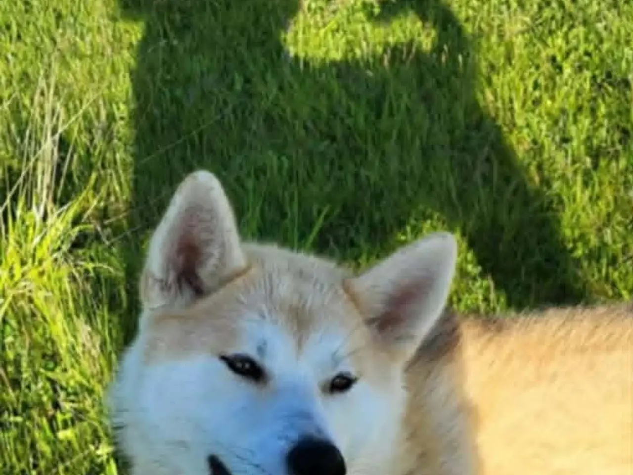 Billede 6 - Taka  Akita