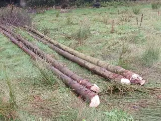 Træstammer, lange rødgran
