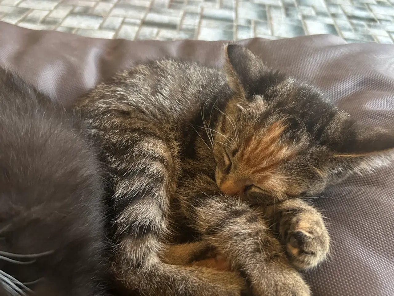 Billede 5 - To søde Katte killinger