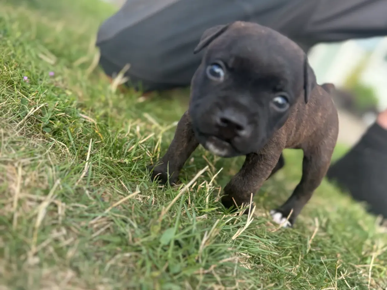Billede 4 - staffordshire bull terrier