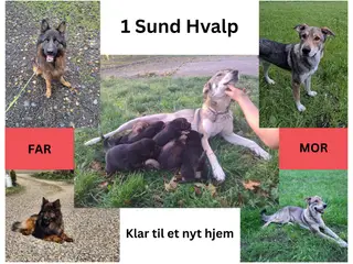 🩵🩷 🐶 Smukke Schæfer Blandingshvalpe