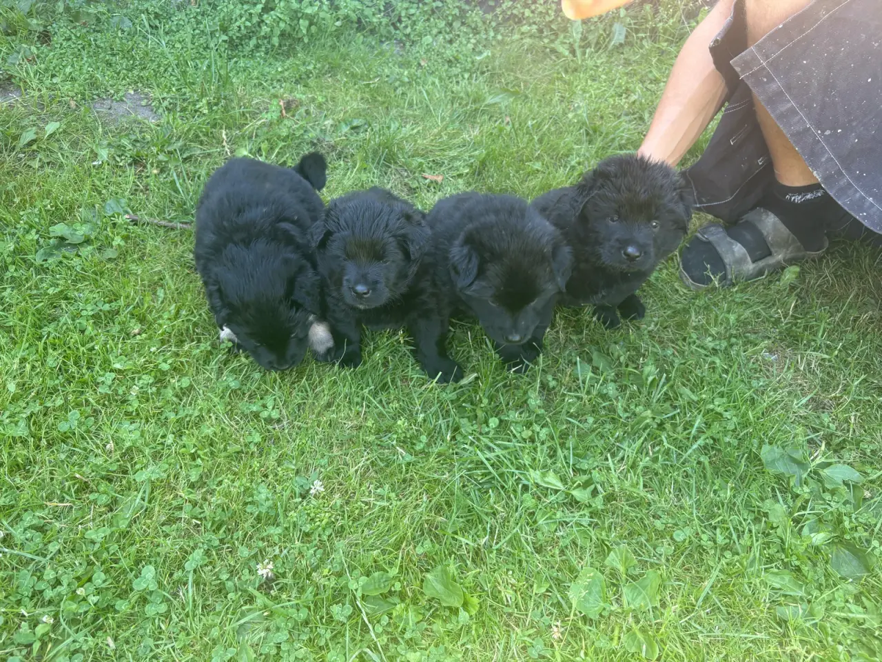 Billede 16 - Blandings hvalpe eurasier/golden