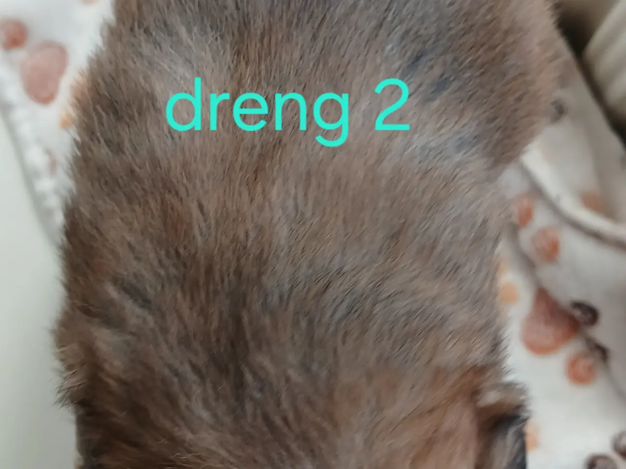 Billede 2 - Skønne drenge sælges når de bliver 8 uger